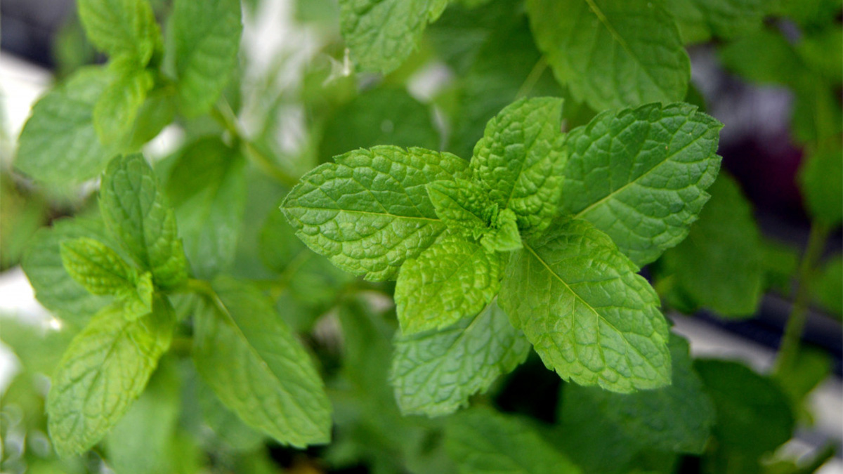 Mint plant leaves