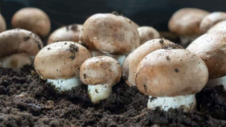Mushrooms growing