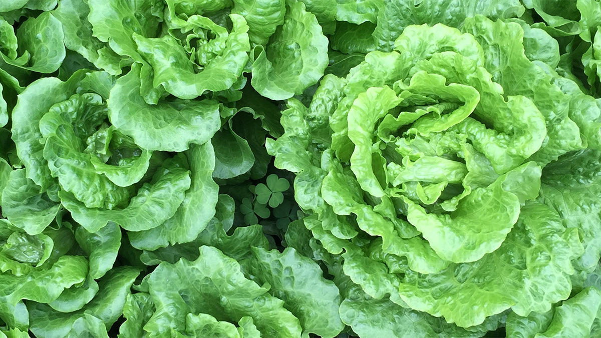 Lettuce Growing