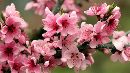 Pink flowers