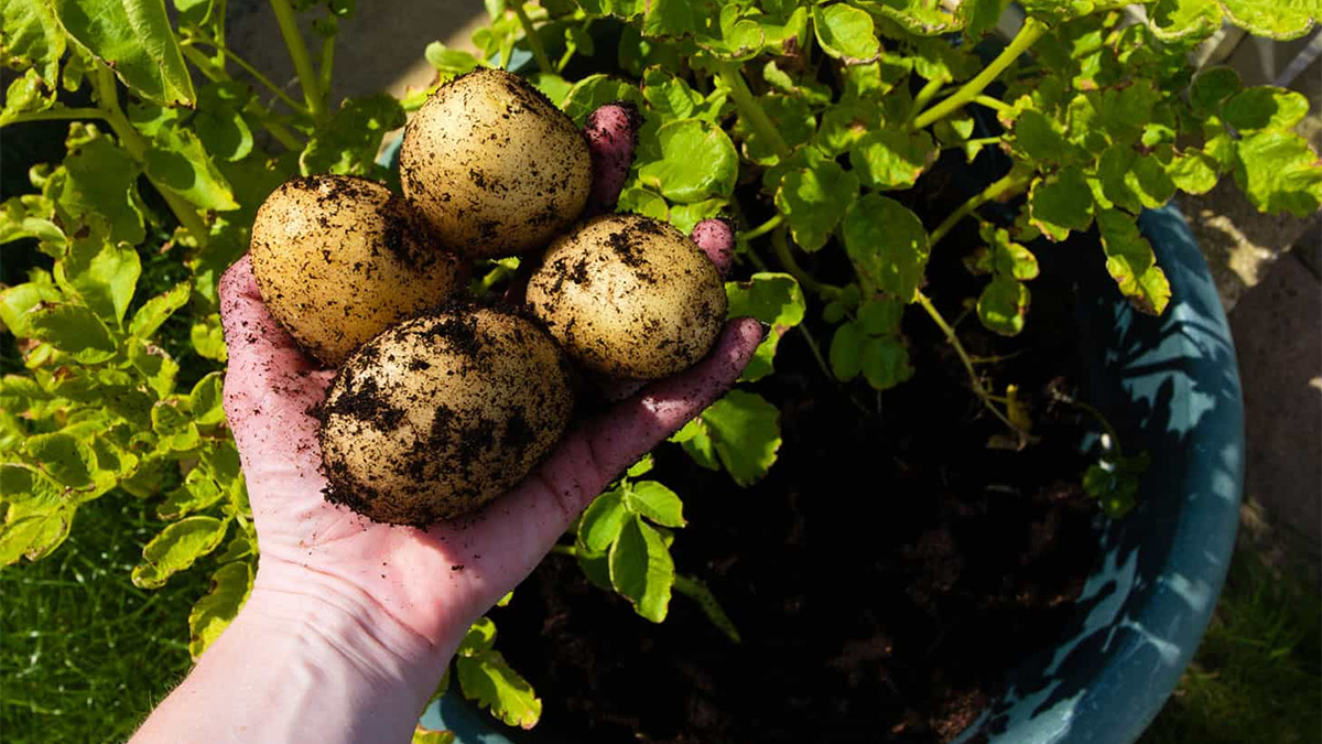 Potatoes grown in a container