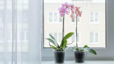 Pink orchids growing indoors in pots