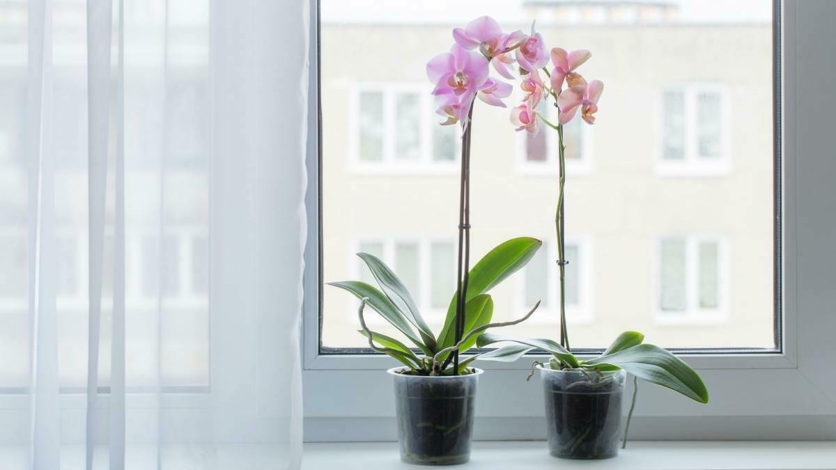 Pink orchids growing indoors in pots