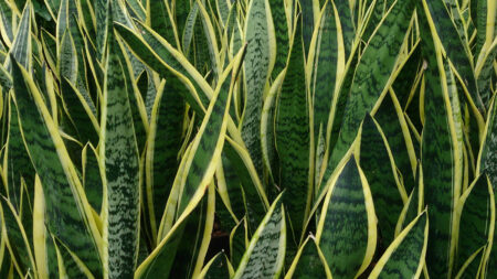 Snake Plant Leaves