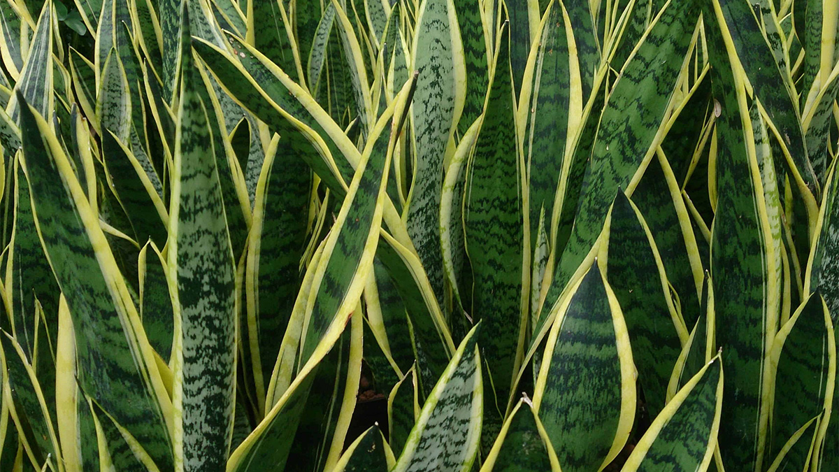 Snake Plant Leaves