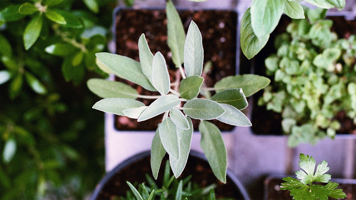 Traditional herbs growing in pots