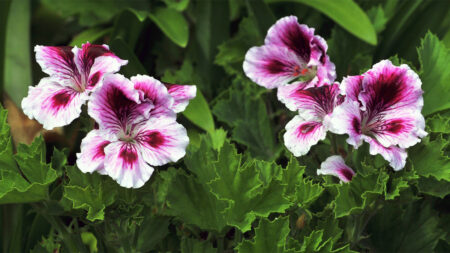 White & Pink Geranium Flowers