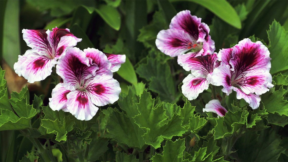 White & Pink Geranium Flowers