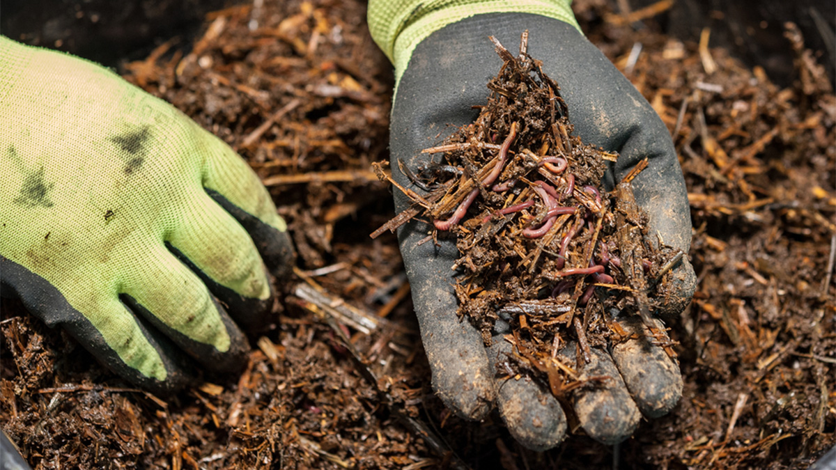 Worm farm
