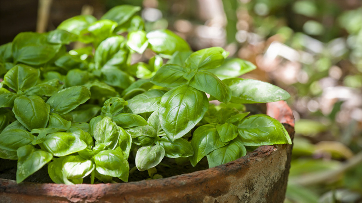 Basil plant growing in a pot