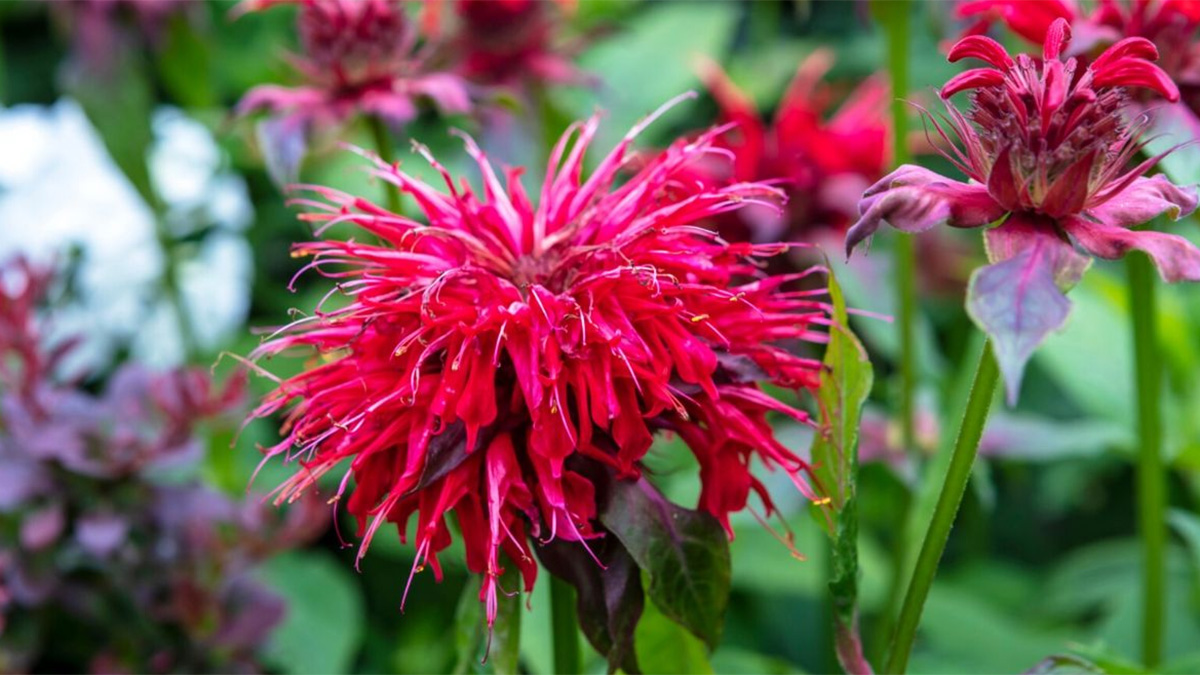 Red Bee Balm Flower