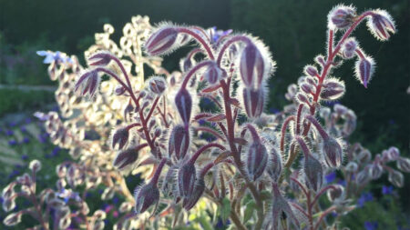 Borage Flowers
