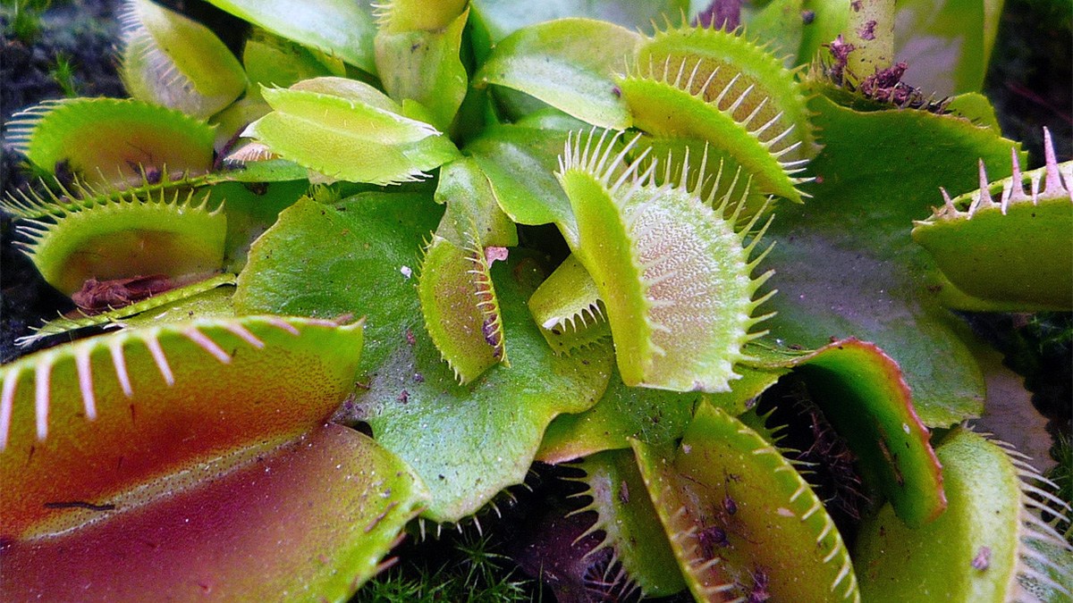 Carnivorous Plant (Venus Fly Trap)