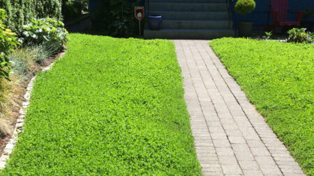 Clover lawn
