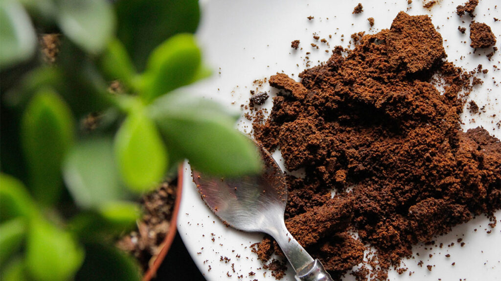 Coffee ground being used on a plant