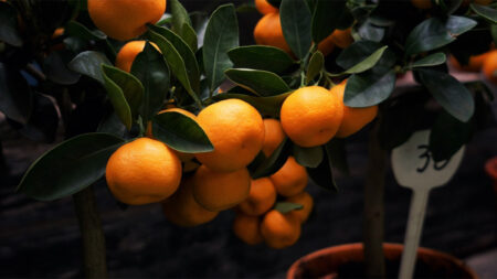 Dwarf Citrus Tree