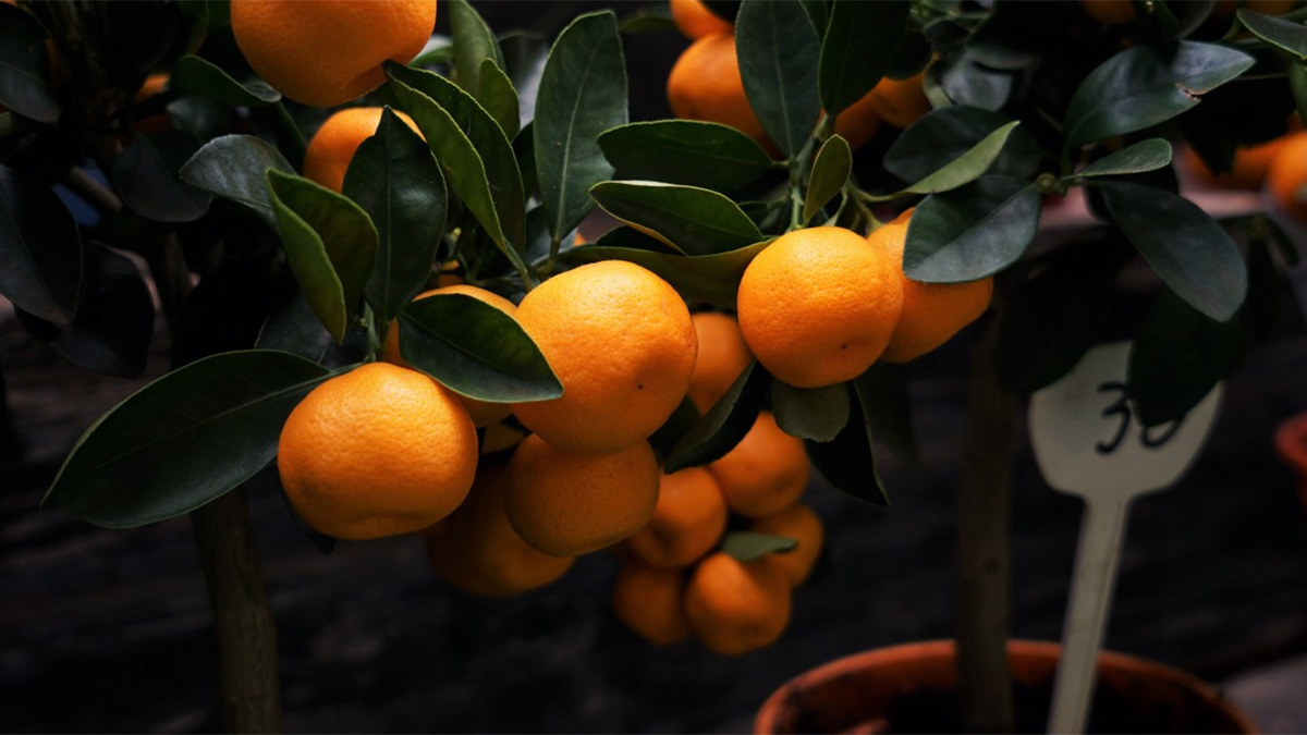 Dwarf Citrus Tree