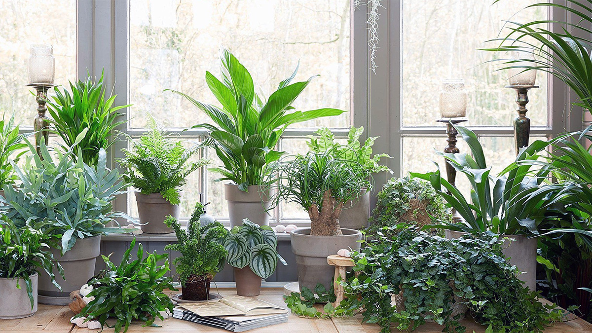 Large collection of potted indoor plants