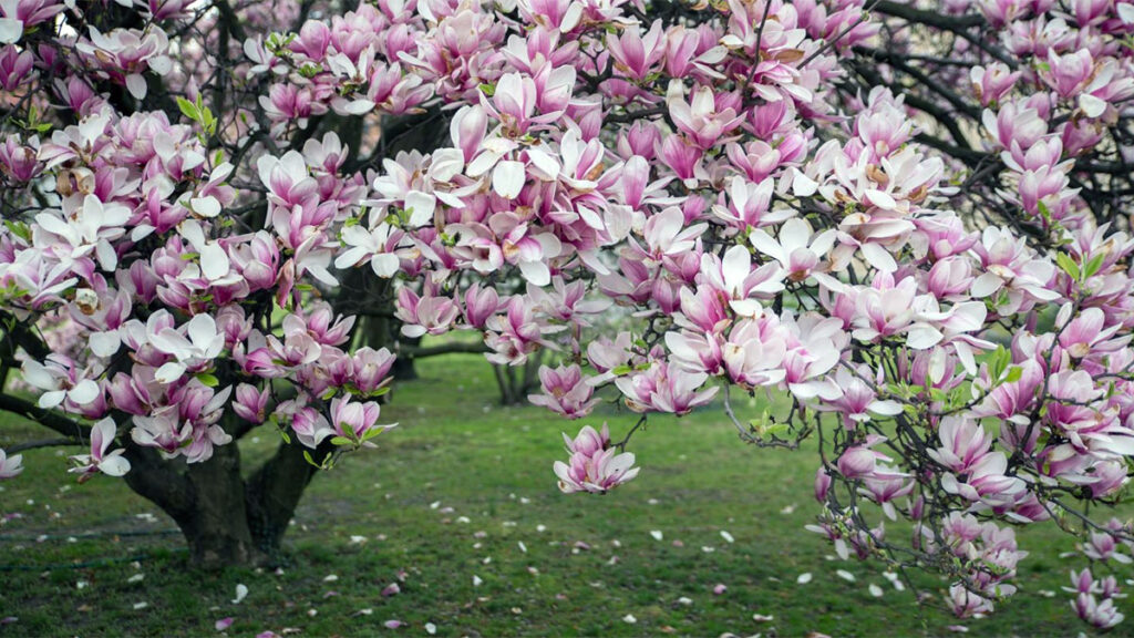 Magnolia tree in full bloom