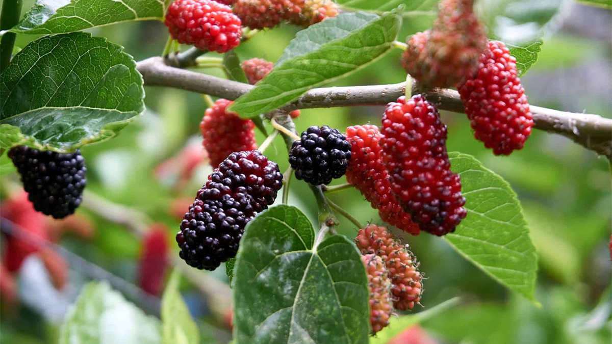 Mulberry Tree