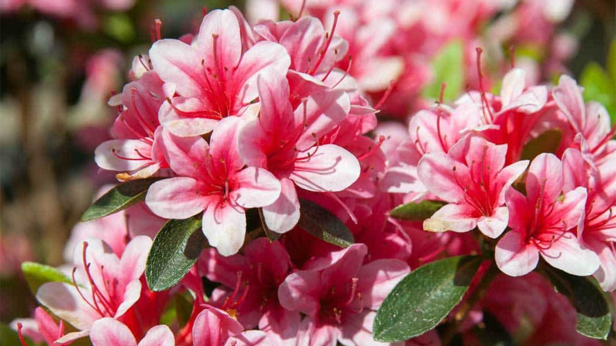 Pink & White Azalea Flowers