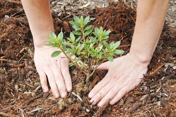 Discover How to Grow and Maintain Beautiful Azaleas - Home Gardening Online