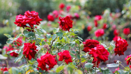 Red roses in full bloom