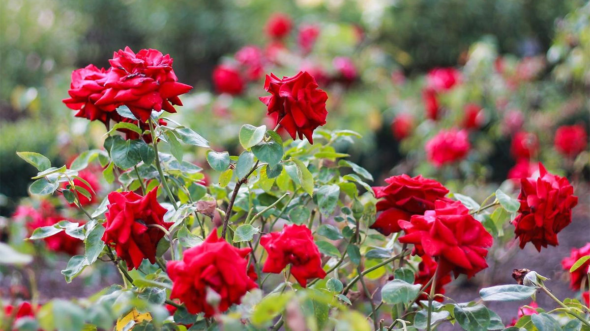 Red roses in full bloom