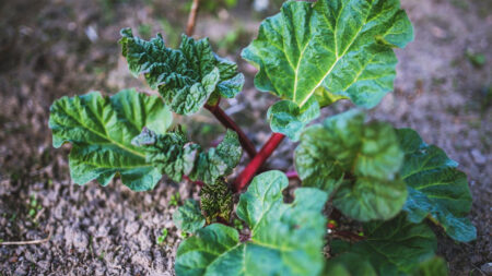 Rhubarb plant