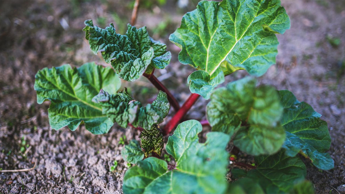 Rhubarb plant