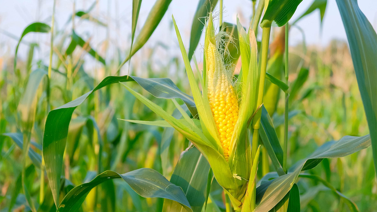 Sweet corn plant