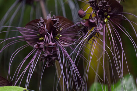 Black Bat Flowers