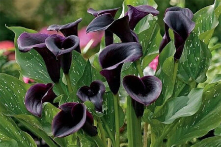 Black calla lily