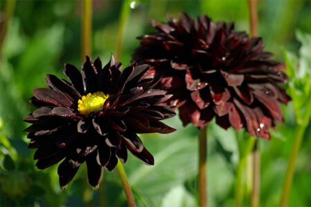Black Dahlia Flower