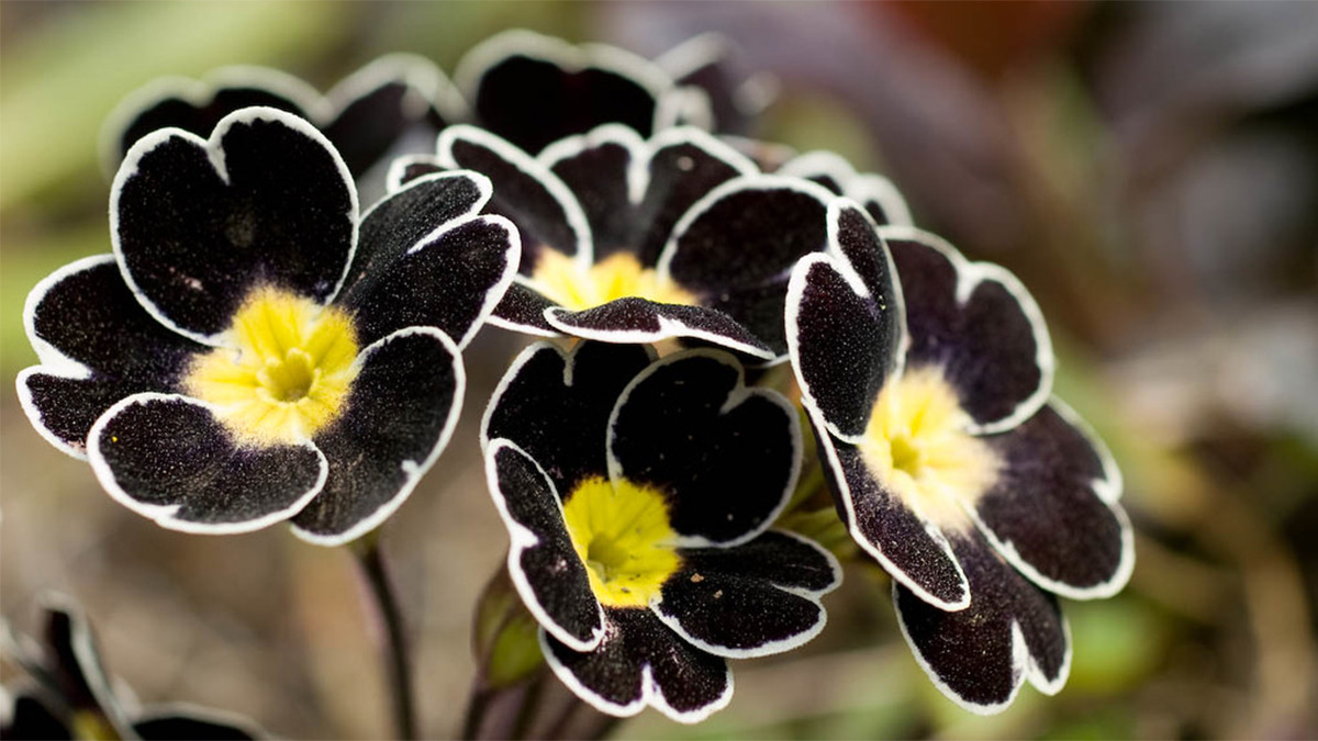 Black Flowers