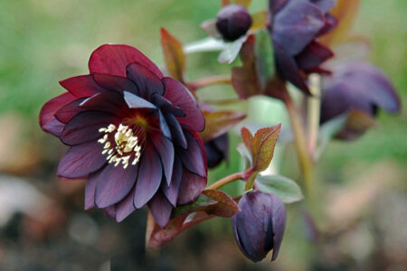 Black hellebore flowers