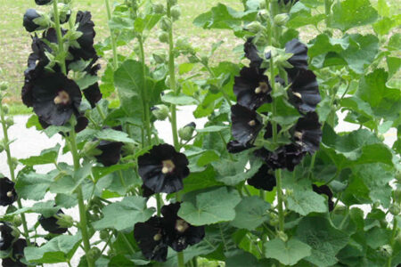 Black Hollyhock Flowers
