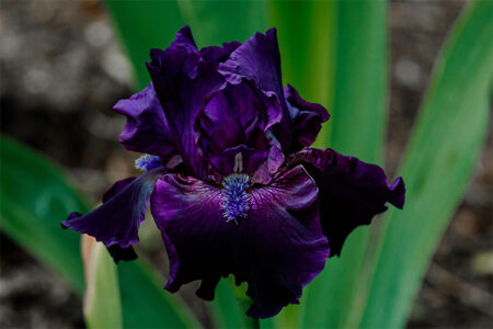Black Iris Flower