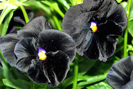 Black Pansy Flowers