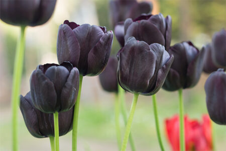 Black Tulip Flowers