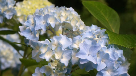 Blue Hydrangea Flowers