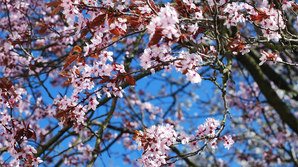 Cherry Blossom Tree