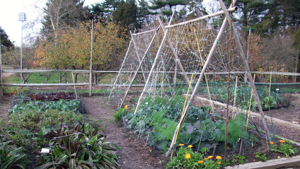 Vertical Vegetable Garden