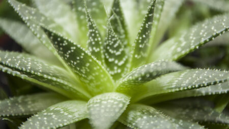 Aloe Vera Plant Leaves