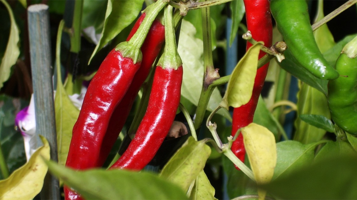Chilies growing