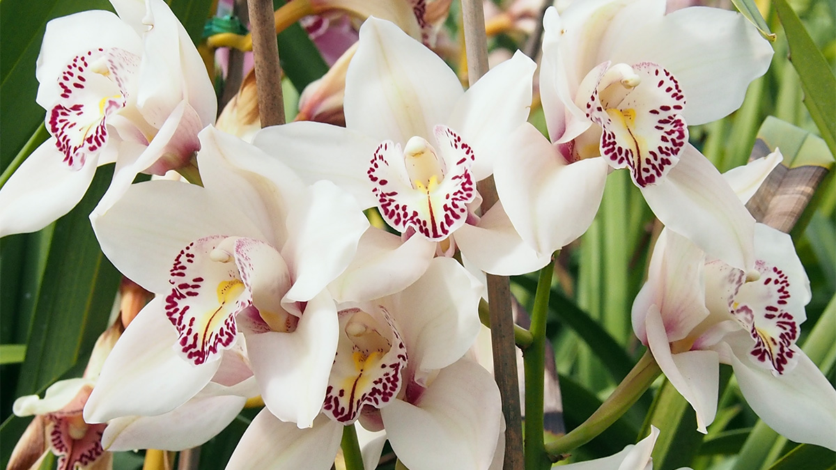 Moth Orchid