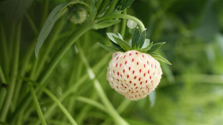Pineberry growing