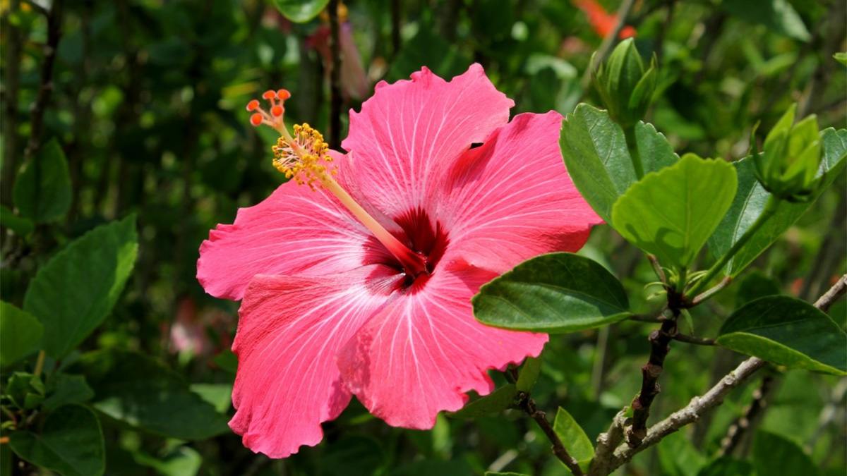 Pink Hibiscus Flower