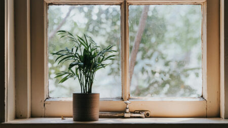 Small potted plant on an indoor windowsil
