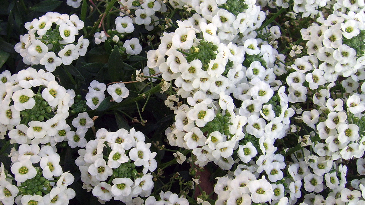 Lots of white flowers